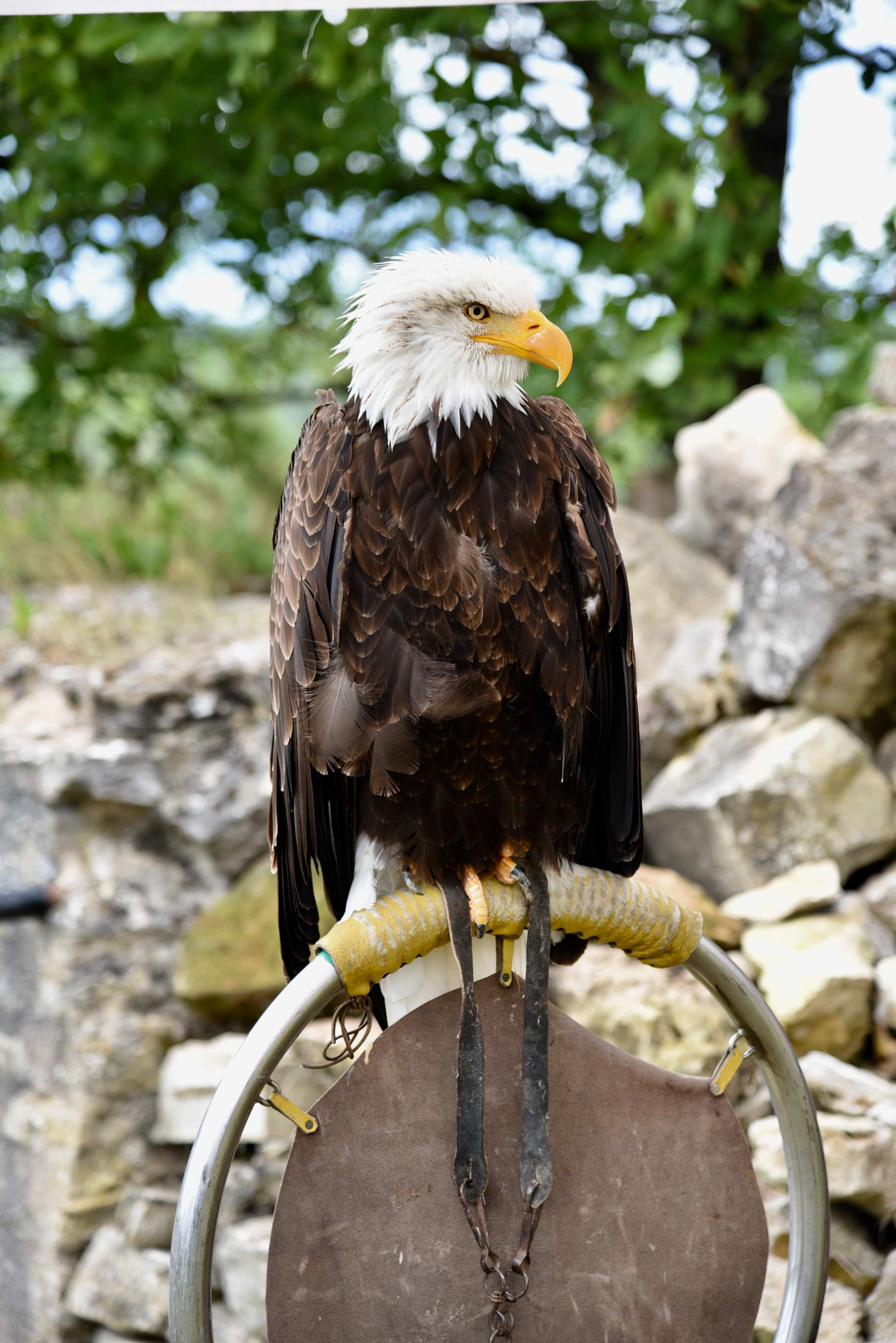 Portrait d'un aigle à tête blanche lors du spectacle de fauconnerie