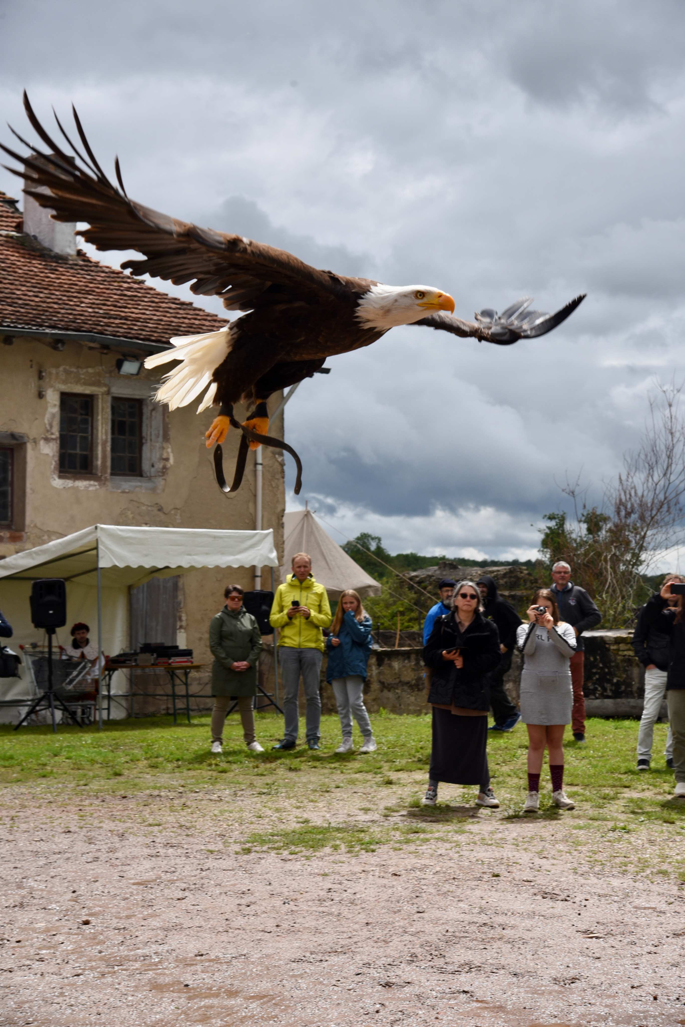 Un aigle à tête blanche en plein vol au-dessus du public