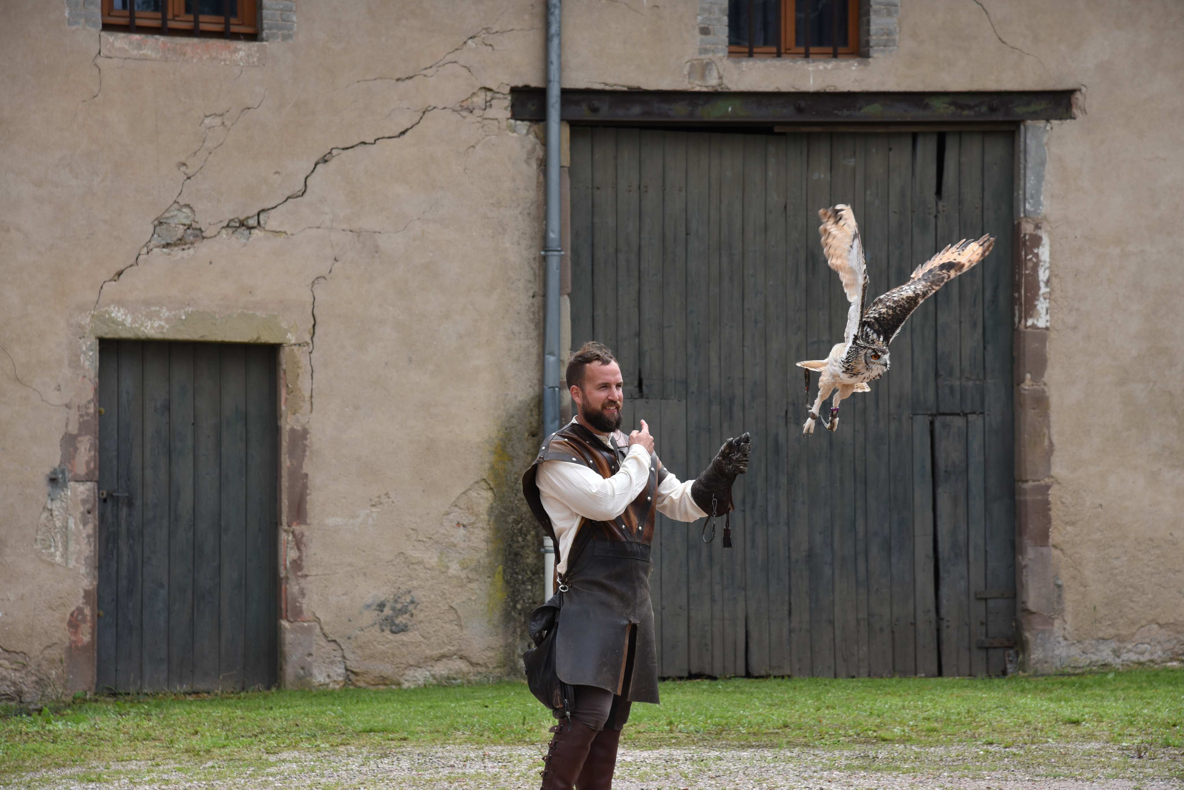 Spectacle de fauconnerie