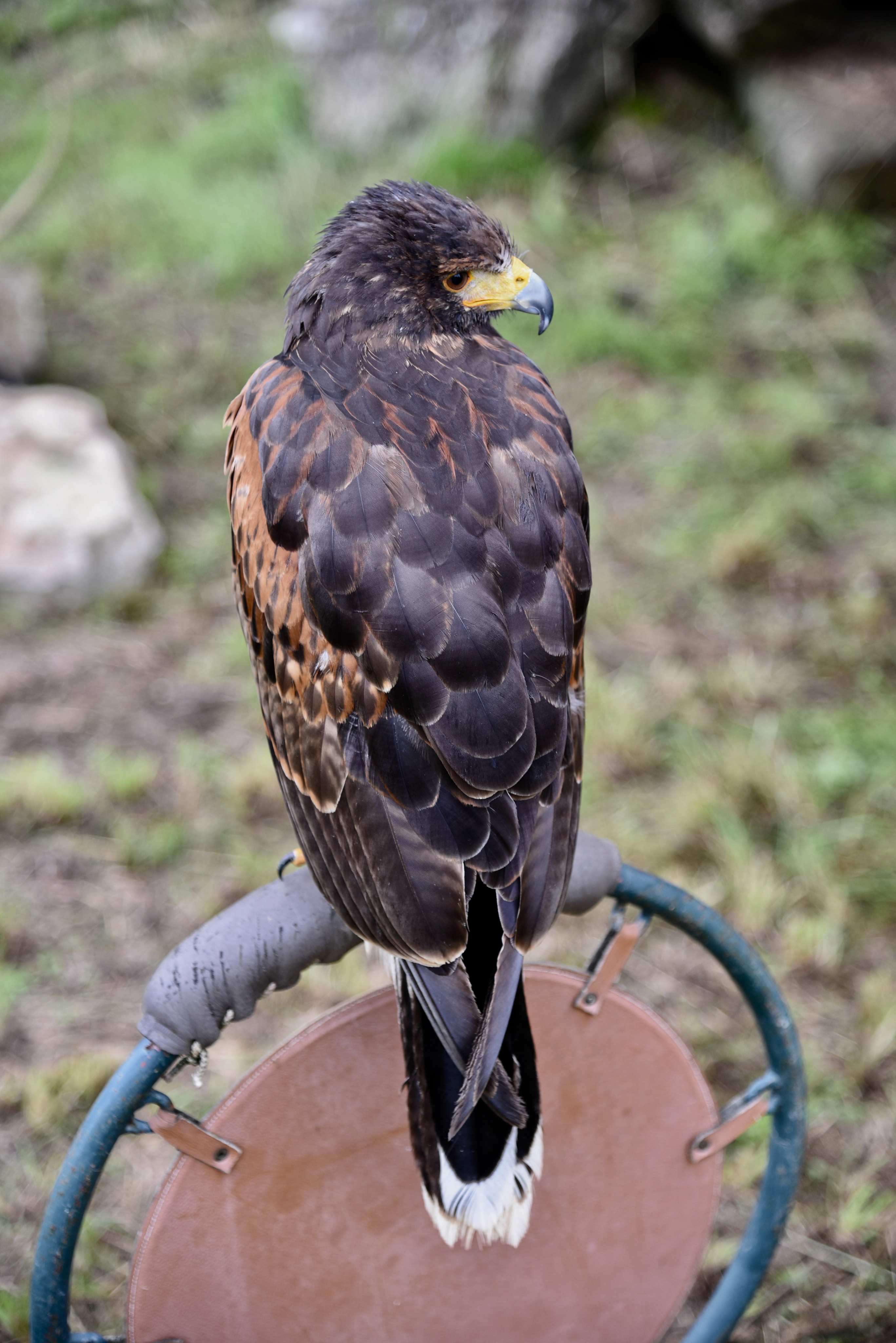 Rapace en démonstration de fauconnerie