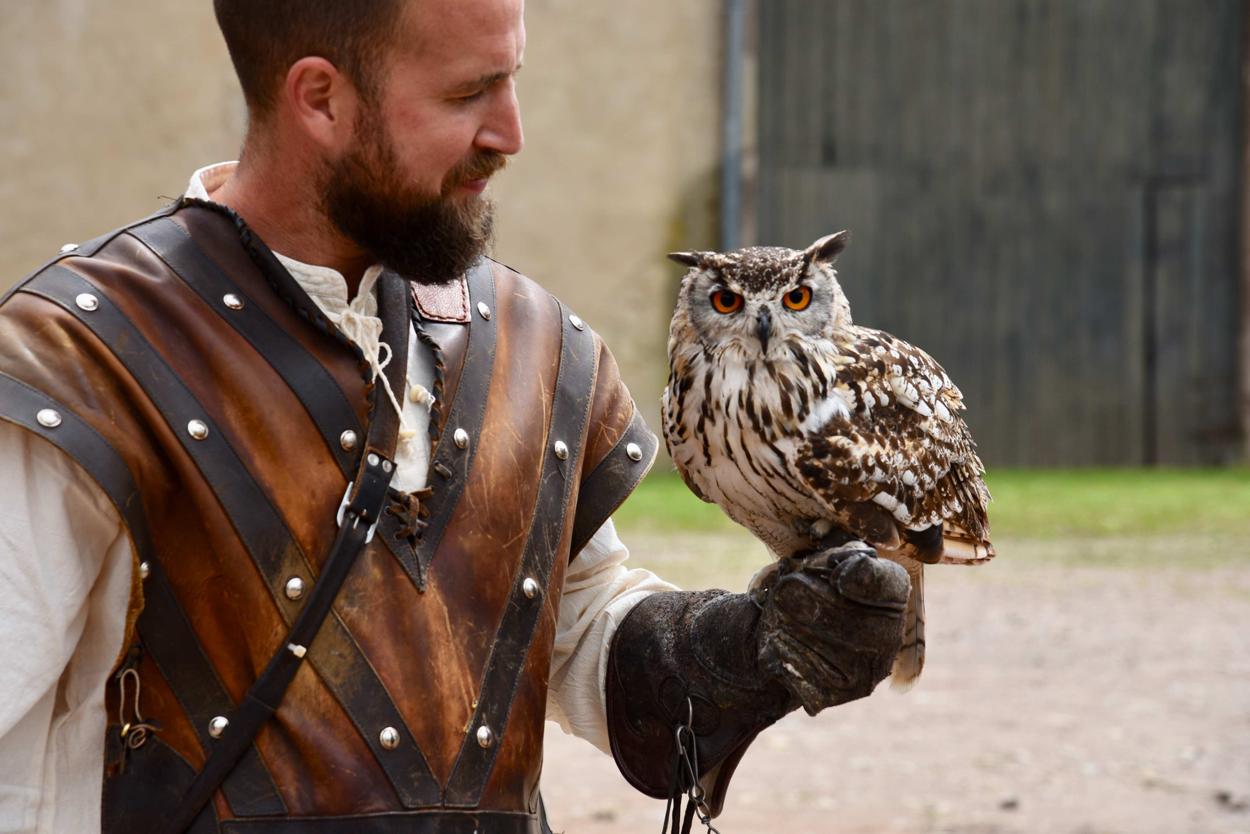 Un fauconnier présente un hibou grand-duc