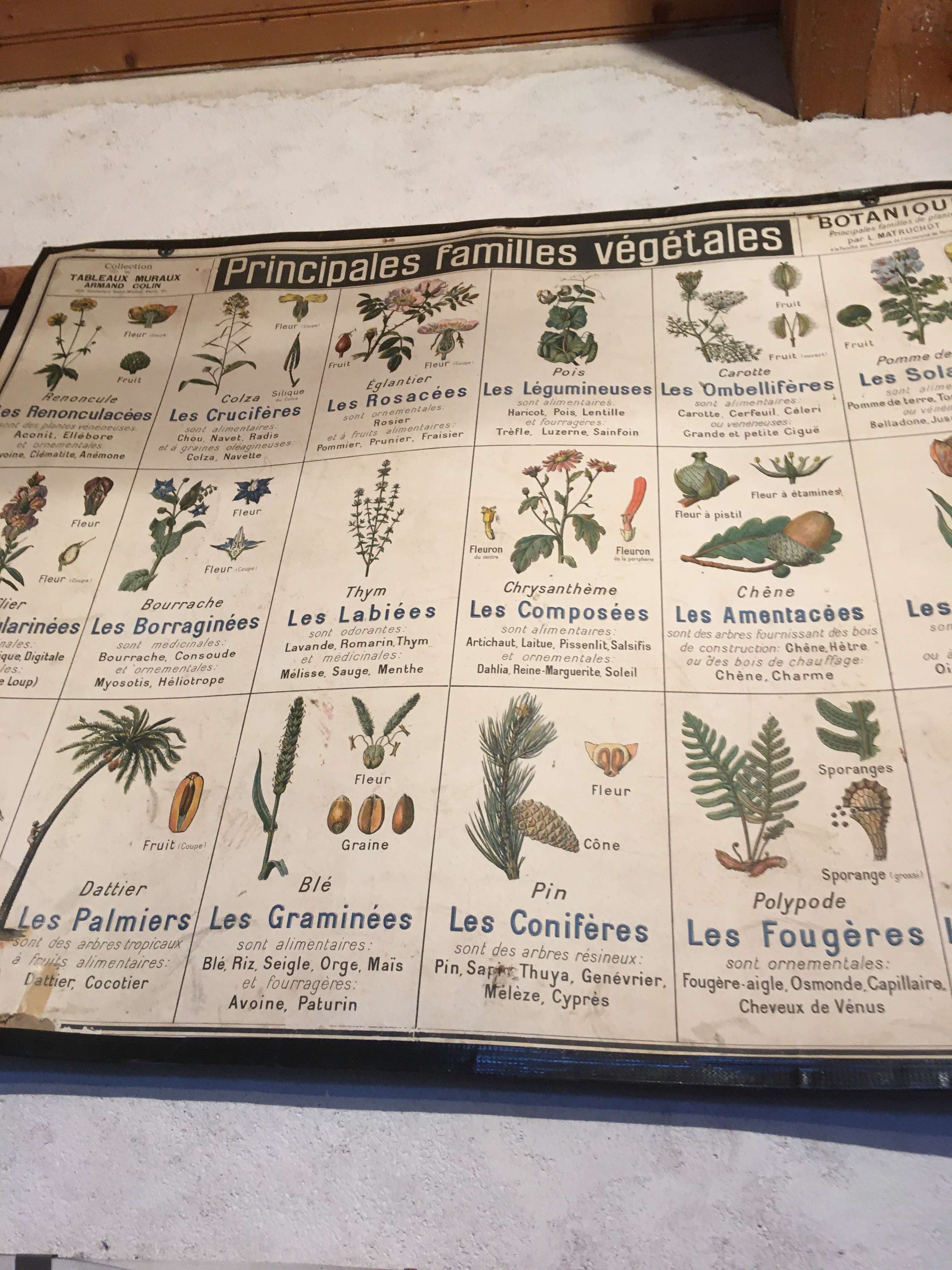 Tableau mural pédagogique sur les familles de plantes