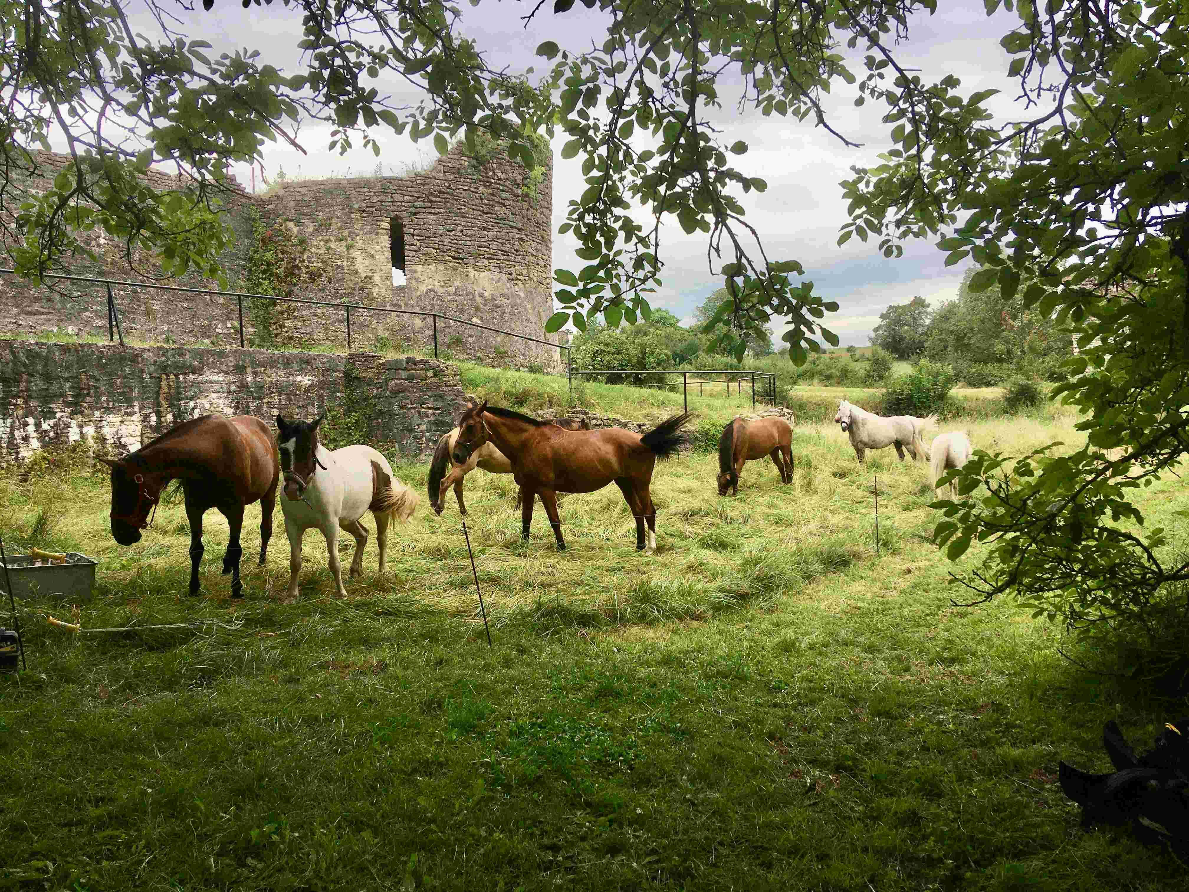 Chevaux au pré, devant la muraille
